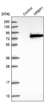 Western Blot: NRBP1 Antibody [NBP1-88679]