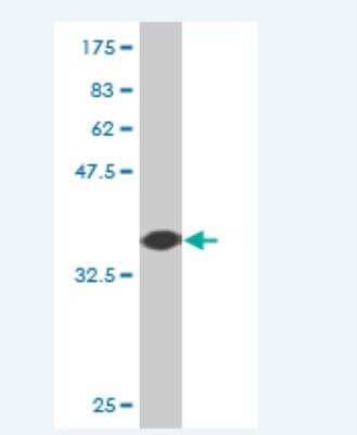 Western Blot: NRBP2 Antibody (2D5) [H00340371-M03]