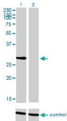 Western Blot: NRBP2 Antibody (4D1) [H00340371-M01]