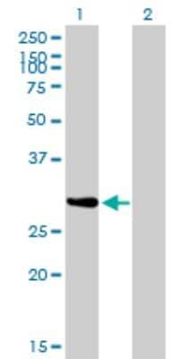 Western Blot: NRBP2 Antibody (4D1) [H00340371-M01]