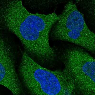 Immunocytochemistry/ Immunofluorescence: NRBP2 Antibody [NBP2-58227]