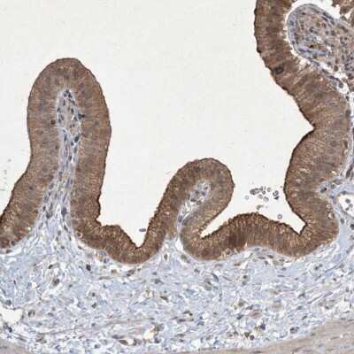 Immunohistochemistry-Paraffin: NRBP2 Antibody [NBP1-85101]