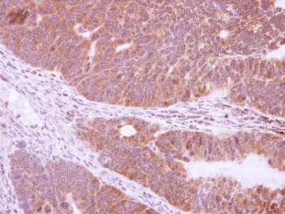 Immunohistochemistry-Paraffin: NRBP2 Antibody [NBP2-19585]