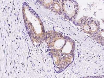 Immunohistochemistry-Paraffin: NRBP2 Antibody [NBP2-99226]