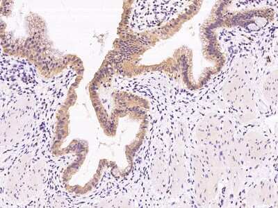 Immunohistochemistry-Paraffin: NRBP2 Antibody [NBP2-99226]