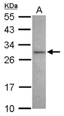 Western Blot: NRBP2 Antibody [NBP2-19585]