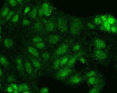 Immunocytochemistry/ Immunofluorescence: NRF3 Antibody [NBP3-05800]