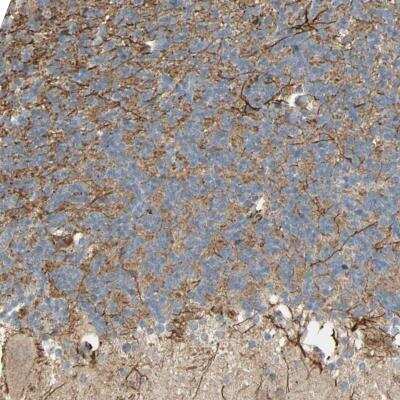 Immunohistochemistry-Paraffin: NRG4 Antibody [NBP1-81709]