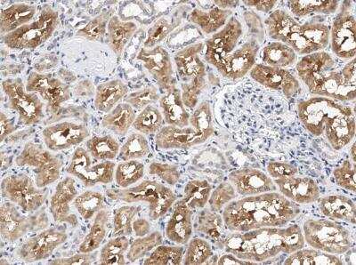 Immunohistochemistry-Paraffin: NRG4 Antibody [NBP3-12811]