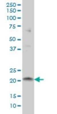 Western Blot: NRIF3 Antibody (3F6) [H00023421-M01]