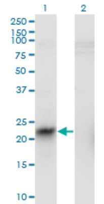 Western Blot: NRIF3 Antibody (3F6) [H00023421-M01]