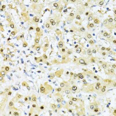 Immunohistochemistry-Paraffin: NRIF3 Antibody - Azide and BSA Free [NBP3-03238]