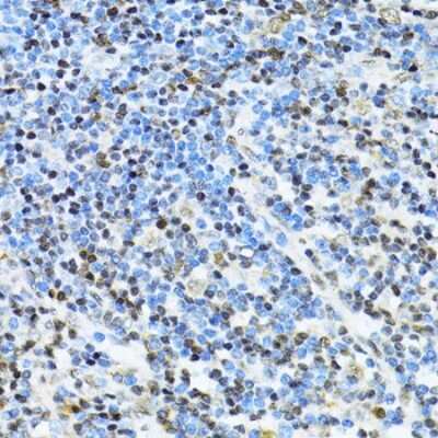 Immunohistochemistry-Paraffin: NRIF3 Antibody - Azide and BSA Free [NBP3-03238]