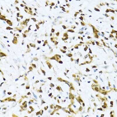 Immunohistochemistry-Paraffin: NRIF3 Antibody - Azide and BSA Free [NBP3-03238]