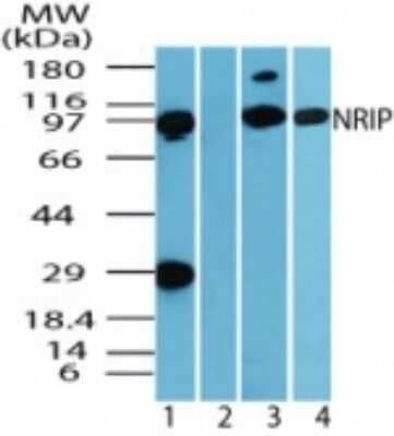 Western Blot: NRIP AntibodyAzide and BSA Free [NBP2-33208]