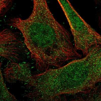 Immunocytochemistry/ Immunofluorescence: NRIP Antibody [NBP2-55070]