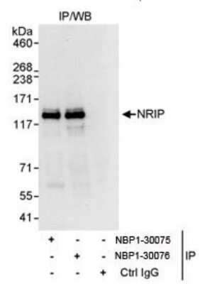 Immunoprecipitation: NRIP Antibody [NBP1-30075]