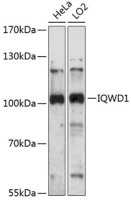 Western Blot: NRIP AntibodyAzide and BSA Free [NBP2-93207]