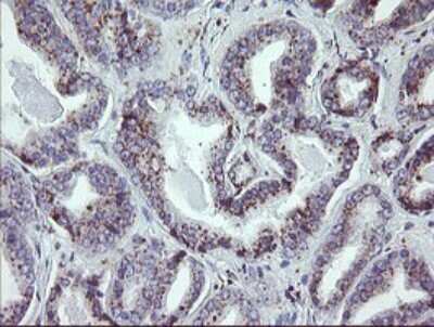 Immunohistochemistry: NRIP3 Antibody (OTI1A9) [NBP2-45876]