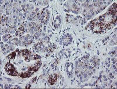Immunohistochemistry: NRIP3 Antibody (OTI1A9) [NBP2-45876]