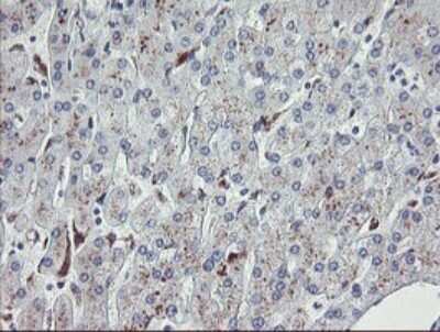 Immunohistochemistry: NRIP3 Antibody (OTI1A9) [NBP2-45876]
