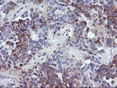 Immunohistochemistry: NRIP3 Antibody (OTI1A9) [NBP2-45876]