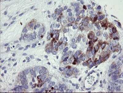 Immunohistochemistry: NRIP3 Antibody (OTI1A9) [NBP2-45876]