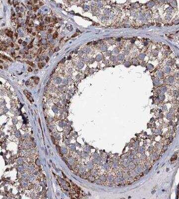 Immunohistochemistry-Paraffin: NRIP3 Antibody [NBP1-88544]