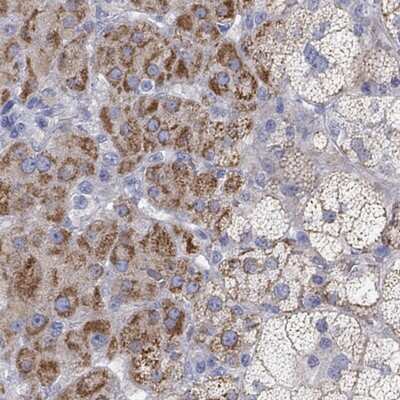 Immunohistochemistry-Paraffin: NRIP3 Antibody [NBP3-17747]