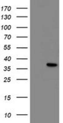 Western Blot: NRIP3 Antibody (OTI1G6)Azide and BSA Free [NBP2-73065]