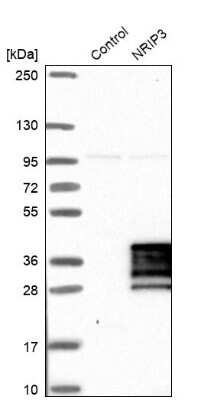 Western Blot: NRIP3 Antibody [NBP1-88544]