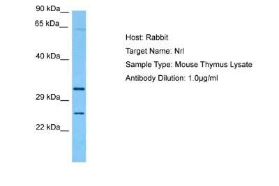 Western Blot: NRL Antibody [NBP2-82294]