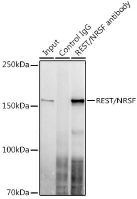 Immunoprecipitation: NRSF Antibody (8R8Z4) [NBP3-16128]