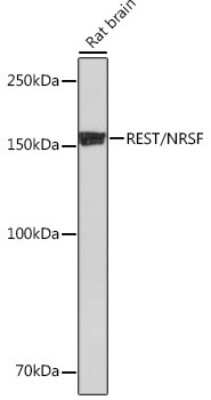 Western Blot: NRSF Antibody (8R8Z4) [NBP3-16128]