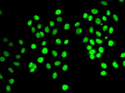 Immunocytochemistry/ Immunofluorescence: NRSF Antibody - BSA Free [NBP3-03798]