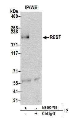 Immunoprecipitation: NRSF Antibody [NB100-756]