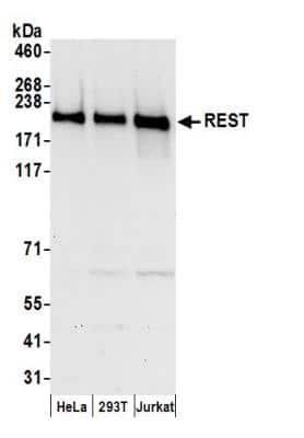 Western Blot: NRSF Antibody [NB100-757]