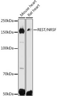 Western Blot: NRSF AntibodyAzide and BSA Free [NBP2-93006]