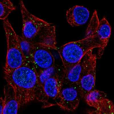 Immunocytochemistry/ Immunofluorescence: NRSN1 Antibody [NBP2-31844]