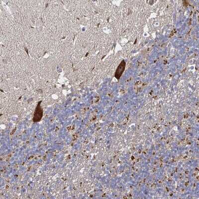Immunohistochemistry-Paraffin: NRSN1 Antibody [NBP2-31844]