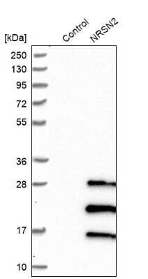 Western Blot: NRSN2 Antibody [NBP1-88290]