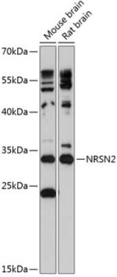 Western Blot: NRSN2 AntibodyAzide and BSA Free [NBP2-93537]