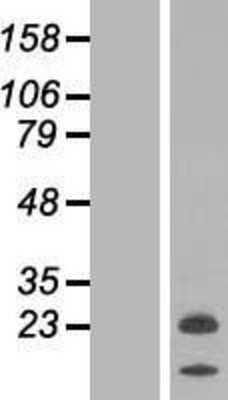 Western Blot: NRSN2 Overexpression Lysate [NBP2-06254]