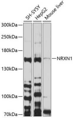 Western Blot: NRXN1 AntibodyBSA Free [NBP2-94557]