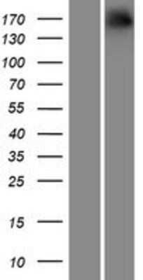 Western Blot: NRXN1 Overexpression Lysate [NBP2-09575]