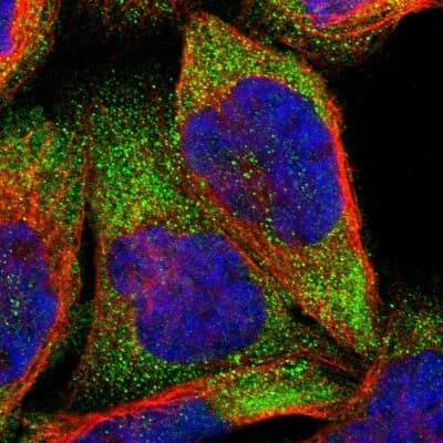 Immunocytochemistry/ Immunofluorescence: NS1-BP Antibody [NBP1-83180]