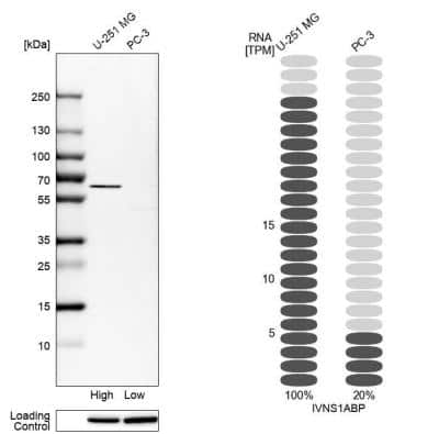 Western Blot: NS1-BP Antibody [NBP1-83180]