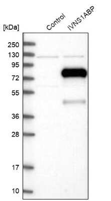 Western Blot: NS1-BP Antibody [NBP1-83180]