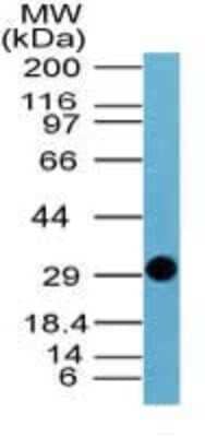 Western Blot: NS1-BP Antibody [NBP2-24567]