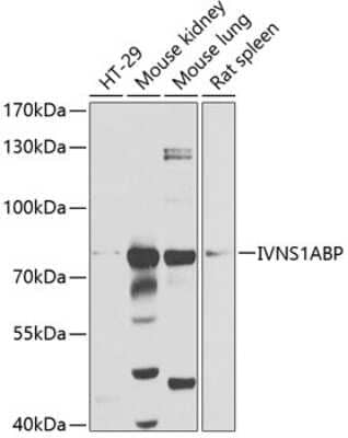 Western Blot: NS1-BP AntibodyBSA Free [NBP2-93108]